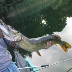 Esox