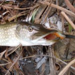 Esox