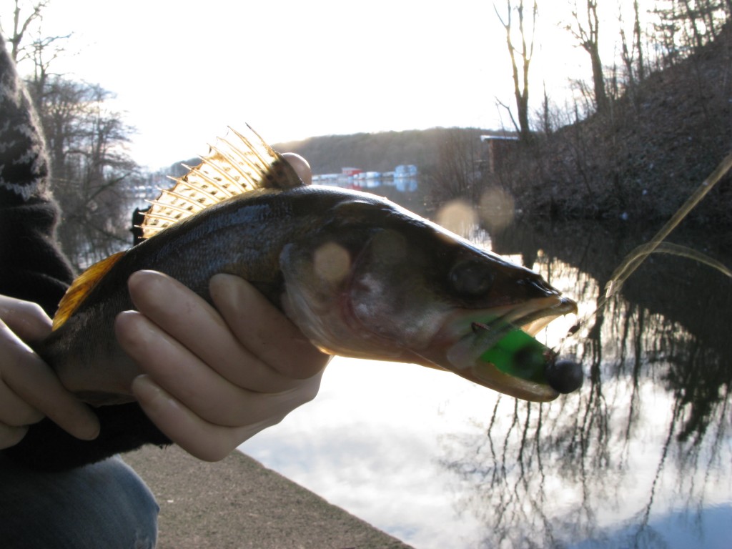 55 cm Zander hat den Köder perfekt genommen