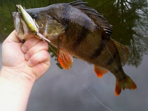 Ein kleiner Beweis für die Fängigkeit der Twitchbaits: Ein Barsch von 40cm konnte nicht wiederstehen