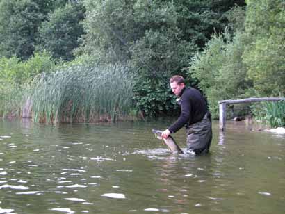 Hecht gepackt!!! Hecht im Drill auf Jerkbait Kunstköder von Cormoran