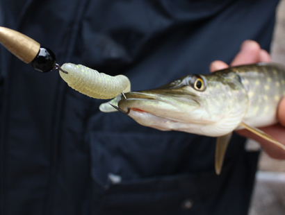 Esox Swing Impact