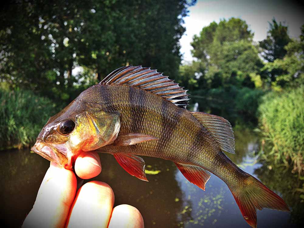 angeln_am_kleinen_fluss_barsch