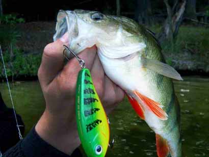 Barsch auf Cormoran Jerkbait