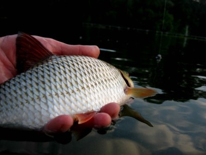 Weißfisch Plötze