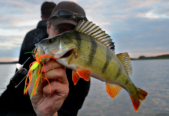 chatterbait-bass