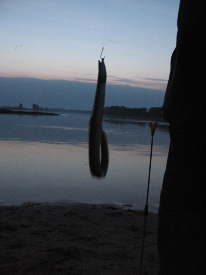 feedern auf aal und angeln in der elbe 