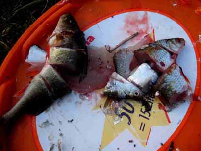 futter1-1024x768 Barsch als Köder