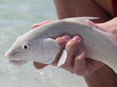 Fish straight from Florida Sanibel Islands
