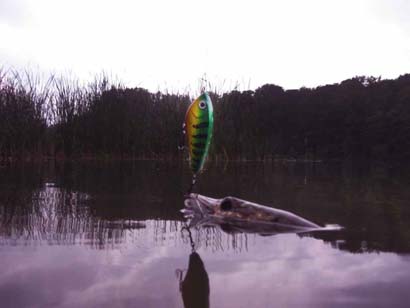 jerkbait cormoran cora z