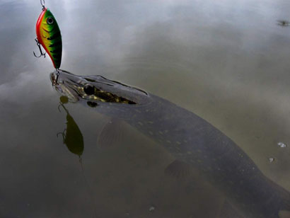 pike3-1024x768 jerkbait cormoran cora z