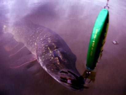 pike4-1024x768 jerkbait cormoran cora z