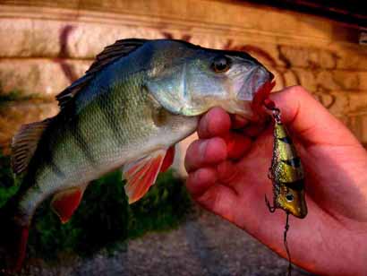 popperbarsch2-1024x768 Angeln an der Glienicker Brücke Potsdam Berlin
