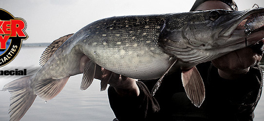 Rootbeer Shiner vs Ice Shad - Lunker City Shaker Gummiköder im Test auf Hecht, Barsch, Zander