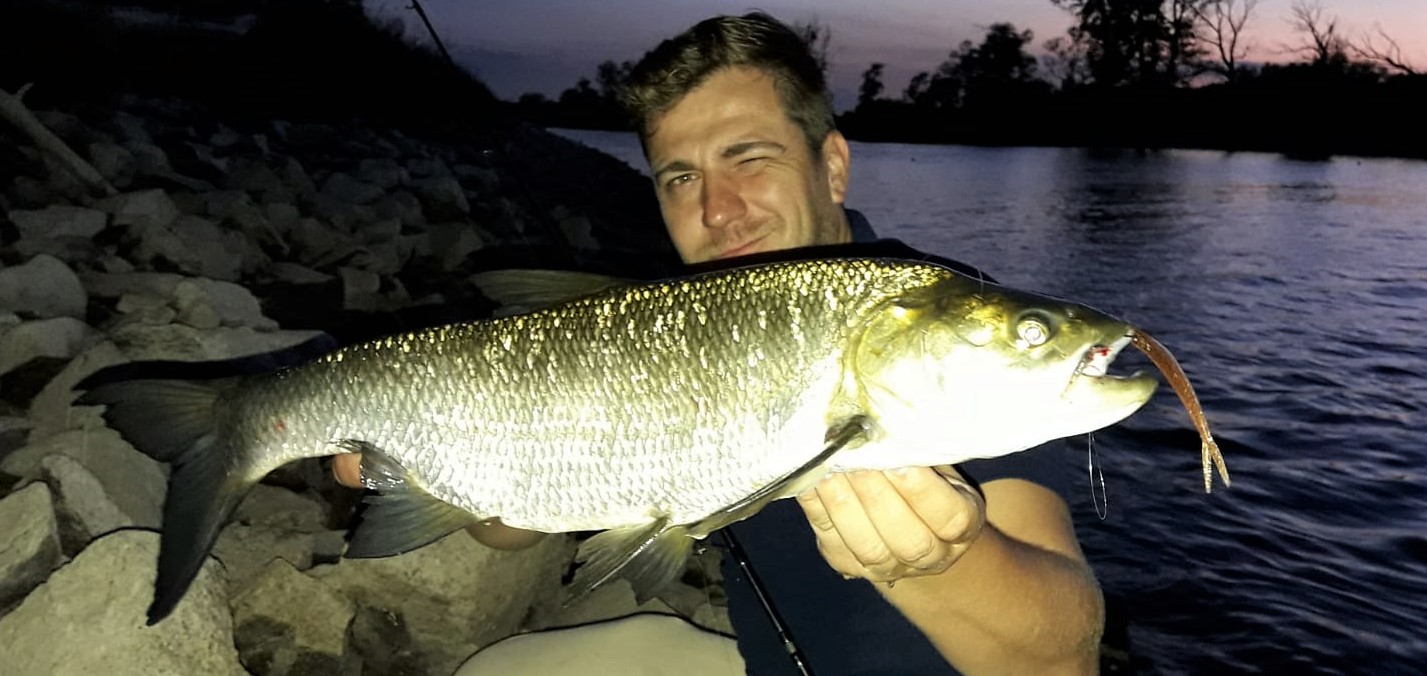 Rapfen in der Abenddämmerung