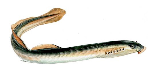 Fisch des Jahres 2012: Neunaugen