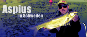 Video der Woche: Rapfen aus Schweden