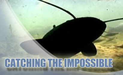Video der Woche: Catching the Impossible