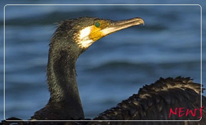 Kormorane weiterhin vogelfrei