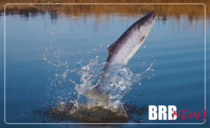 Lachs und Meerforelle sind in Brandenburg wieder heimisch